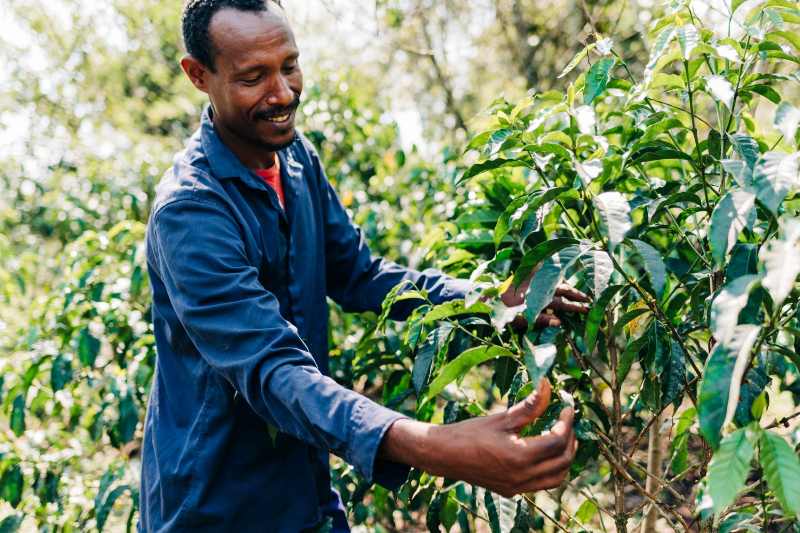 مزارع کشاورزی قهوه اتیوپی