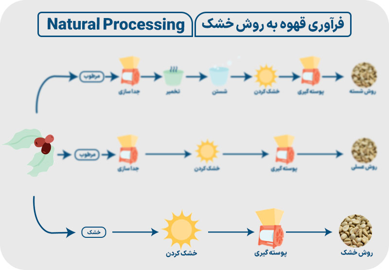 فرآوری خشک قهوه یا طبیعی