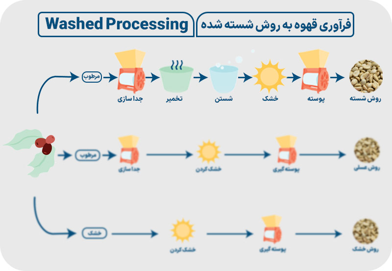 فرآوری خیس قهوه یا واش