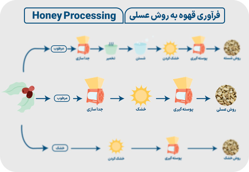 فرآوری قهوه عسلی یا هانی